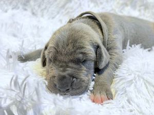 Adorable gray puppy sleeping peacefully on a fluffy white blanket, wearing a tiny black collar.