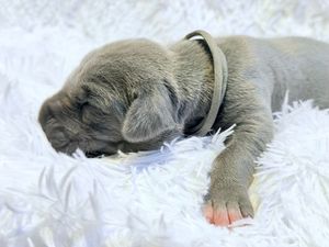 A tiny newborn gray puppy sleeping peacefully on a fluffy white blanket, wearing a small collar.