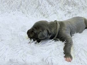 Newborn gray puppy with dark collar sleeping on fluffy white blanket.