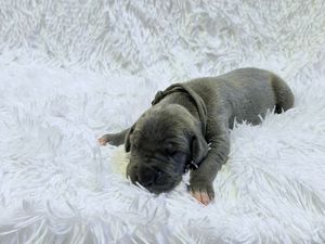 Tiny gray newborn puppy resting on a fluffy white blanket, eyes still closed in early days of life.