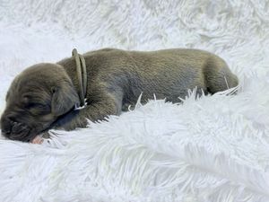Tiny newborn gray puppy sleeping peacefully on a fluffy white blanket.