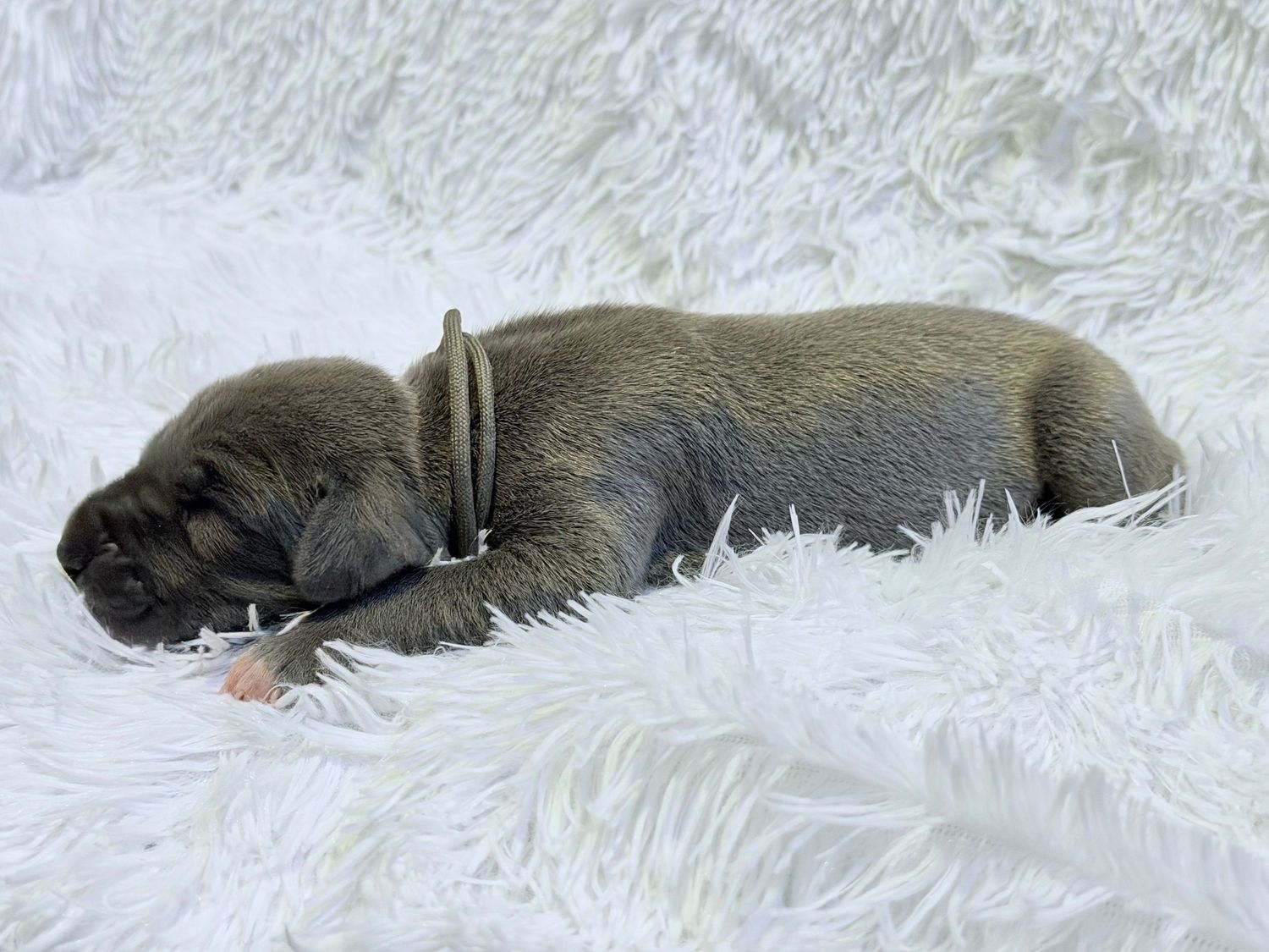 Newborn puppy sleeping peacefully on a soft white fluffy blanket, curled up in a cozy resting position.
