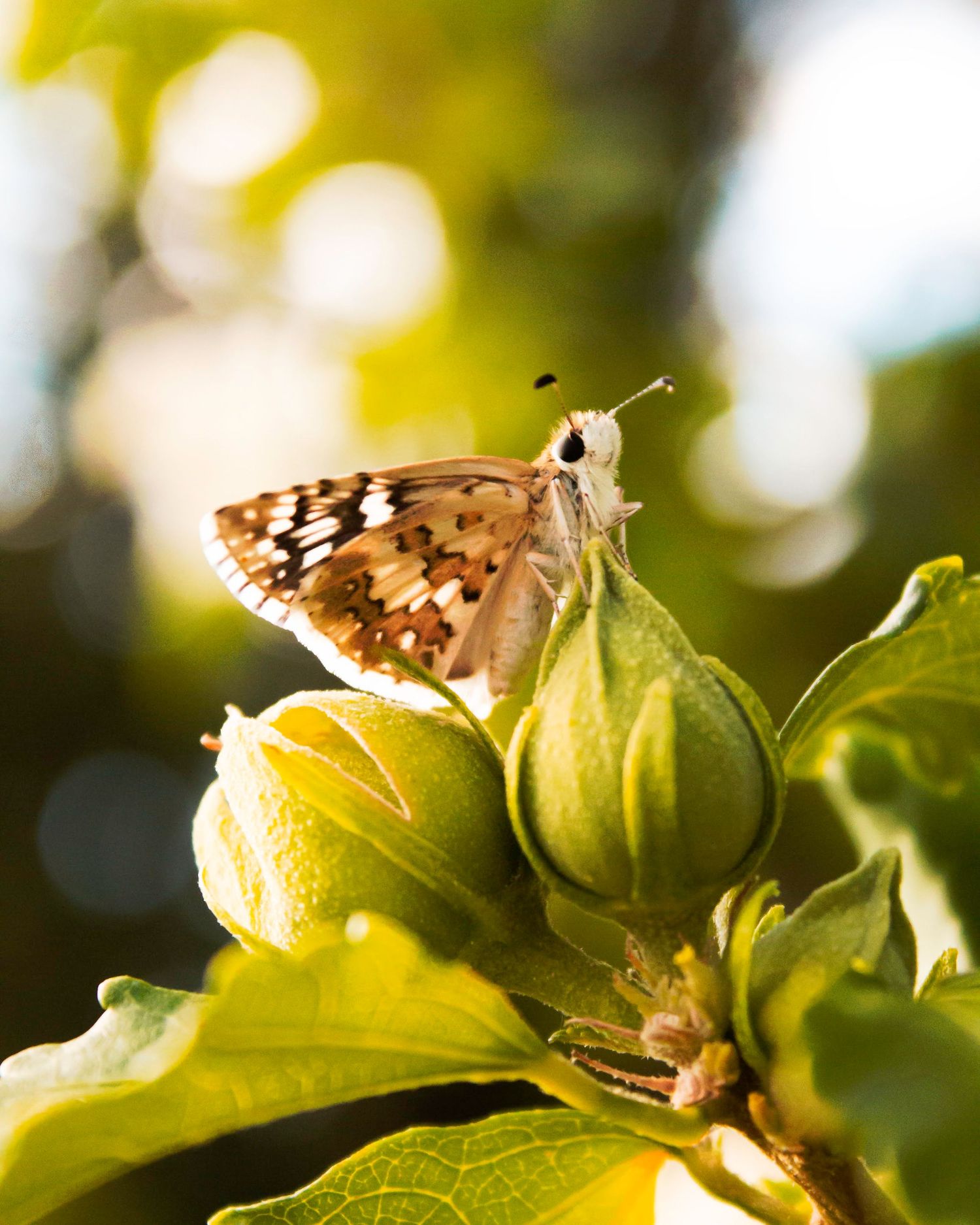 A spotted brown butterfly perched on green flower buds with bokeh sunlight in the background.