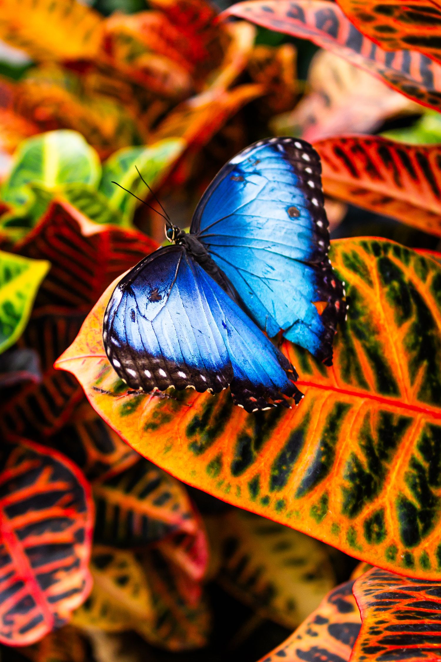 A vibrant blue morpho butterfly rests on colorful croton leaves with red, orange, and green patterns.