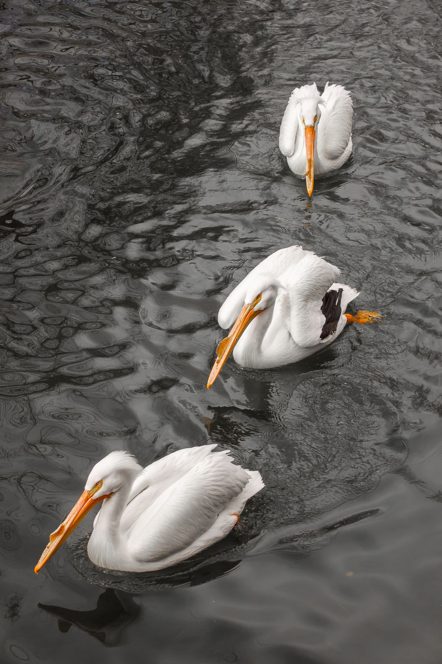 Three white pelicans with orange beaks swimming gracefully on dark rippling water in a diagonal formation.