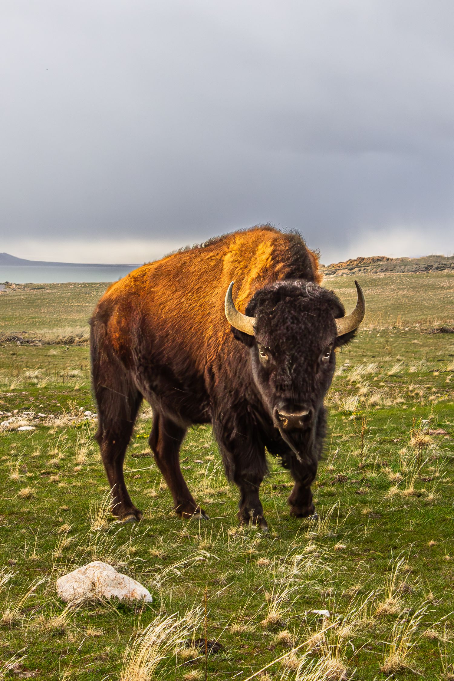 A large American bison with curved horns stands on a grassy plain under a dramatic cloudy sky.