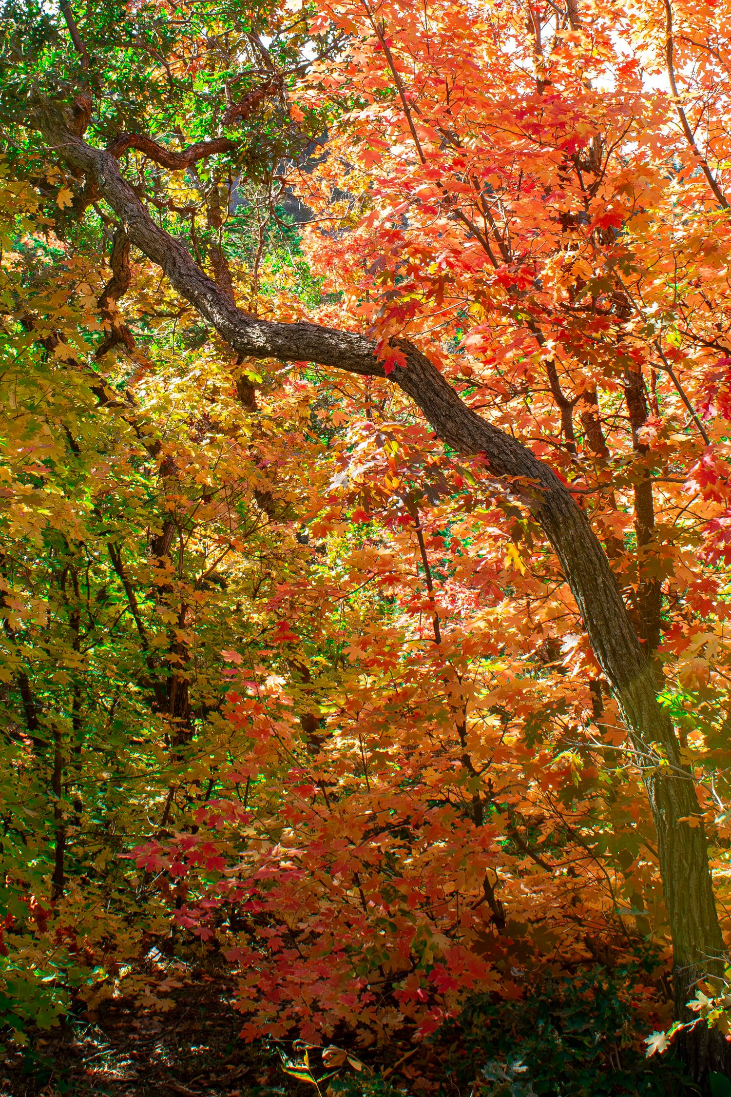 Vibrant autumn forest with red, orange, and yellow maple leaves on trees in sunlight.