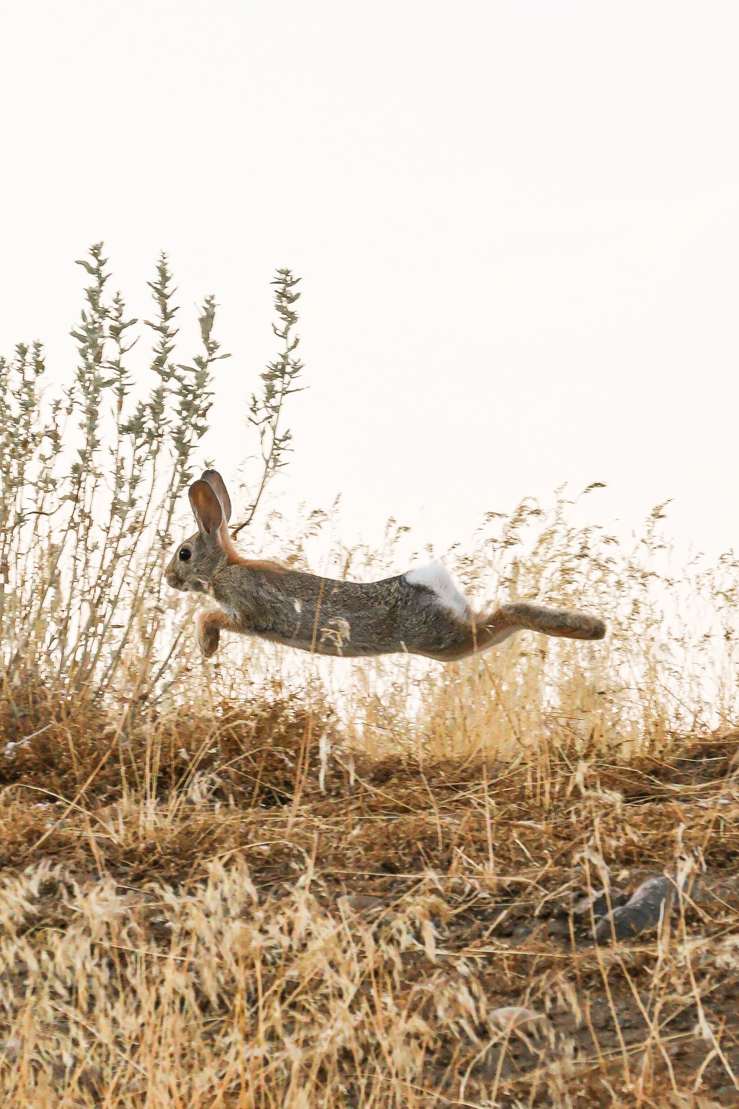 A wild cottontail rabbit leaping through dry golden grass and shrubs in an open field.