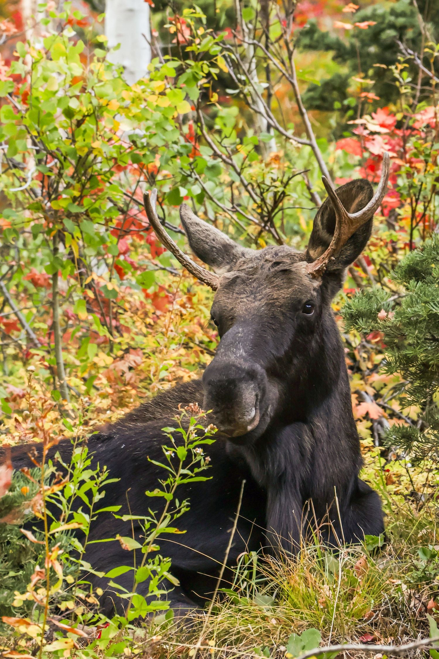 A young bull moose with small antlers resting among colorful autumn foliage with red and yellow leaves in a forest.