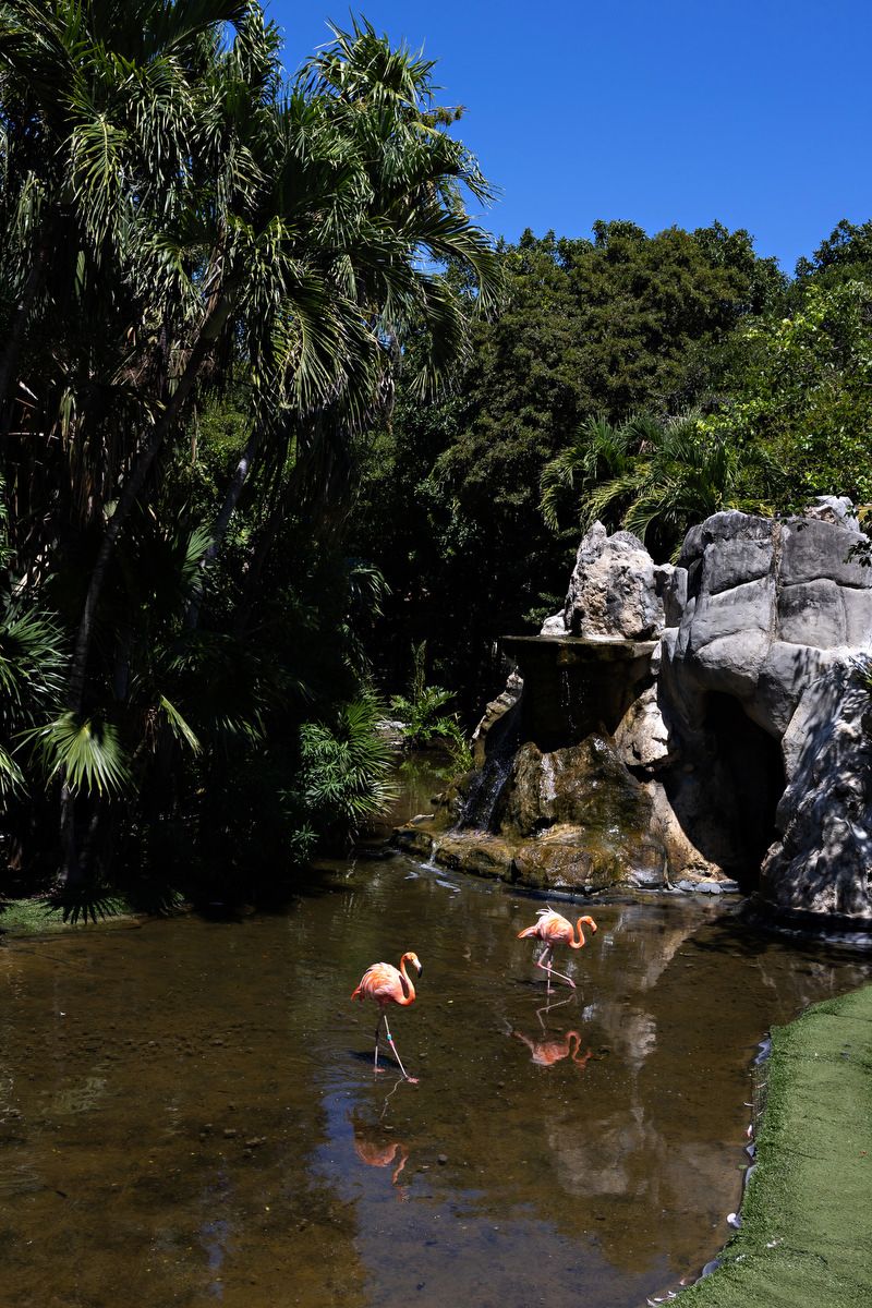 Two pink flamingos wade in a tranquil lagoon surrounded by lush tropical palms and rocky formations under a clear blue sky.