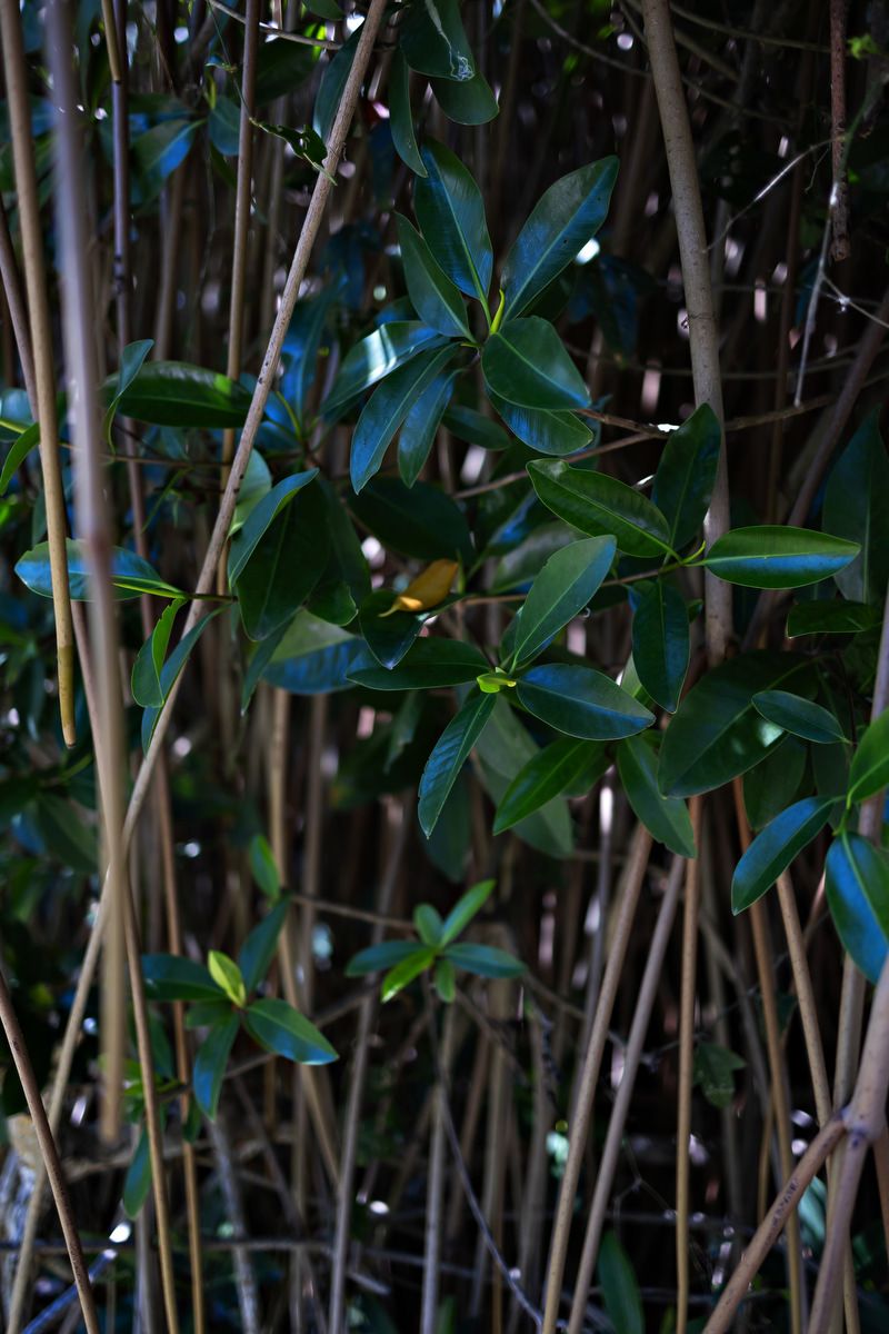 Dense mangrove trees with glossy green leaves and slender brown stems growing in a dark tropical forest environment.