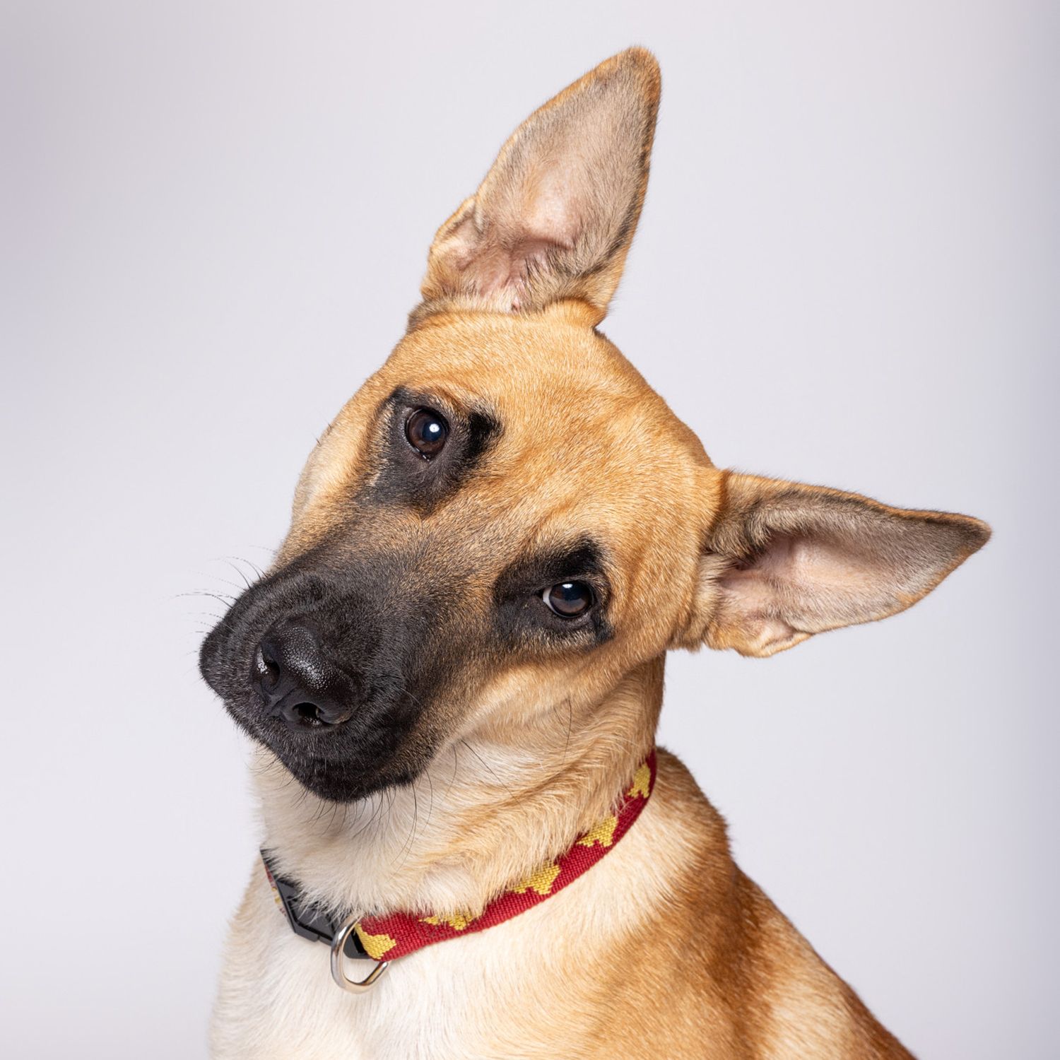 A dog tilts its head, one ear perked up, against a gray background, photographed at Austin Animal Services by Fetching Fido Fotography.