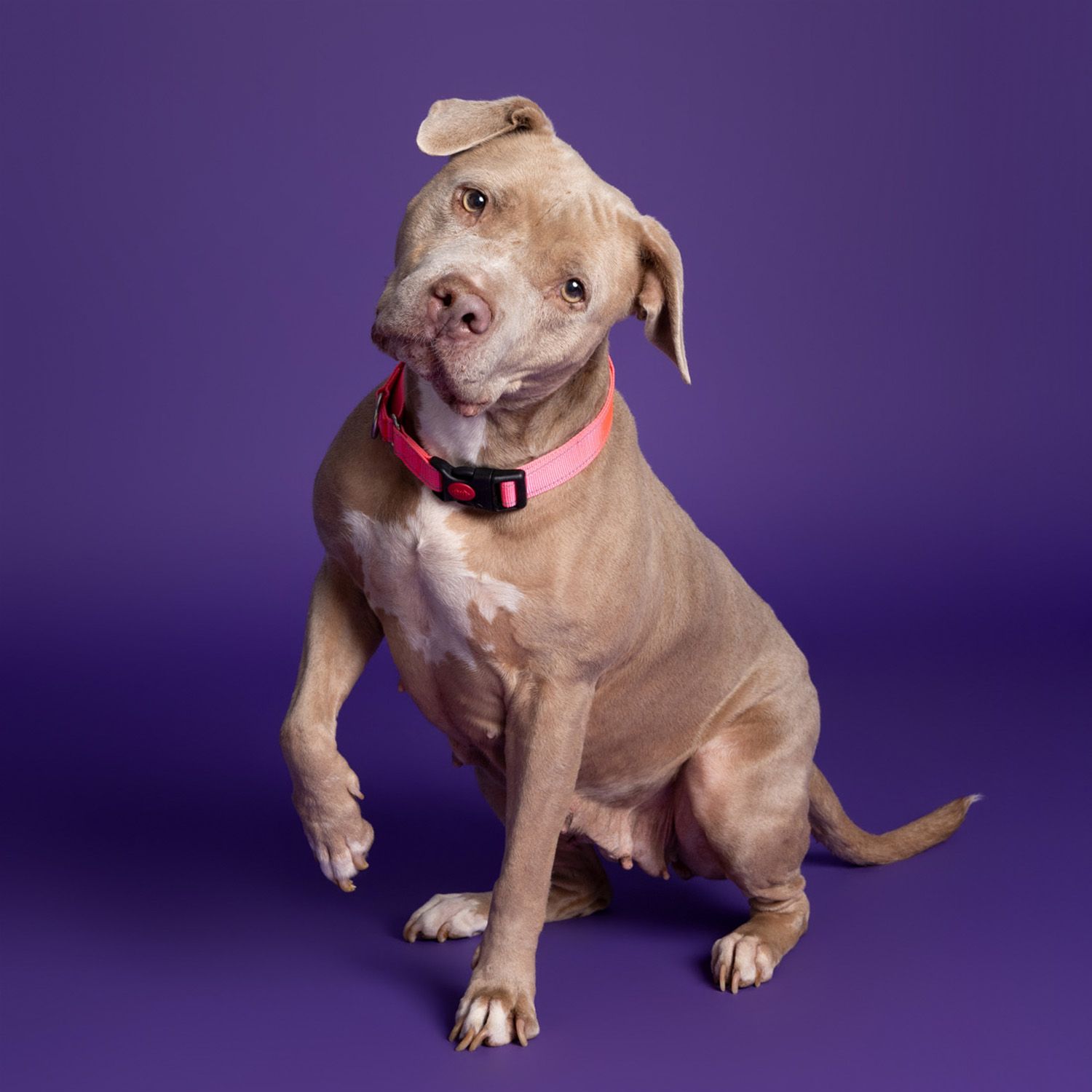 A buff dog sits attentively against a vibrant purple background at Austin Animal Services, photographed by Fetching Fido Fotography.