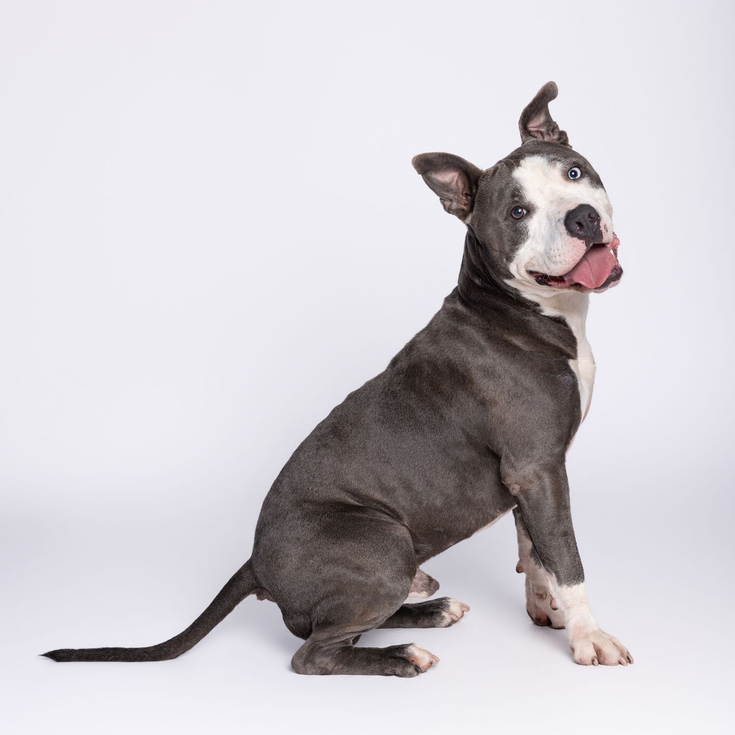 Gray and white pit bull puppy sits playfully with tongue out against white background.