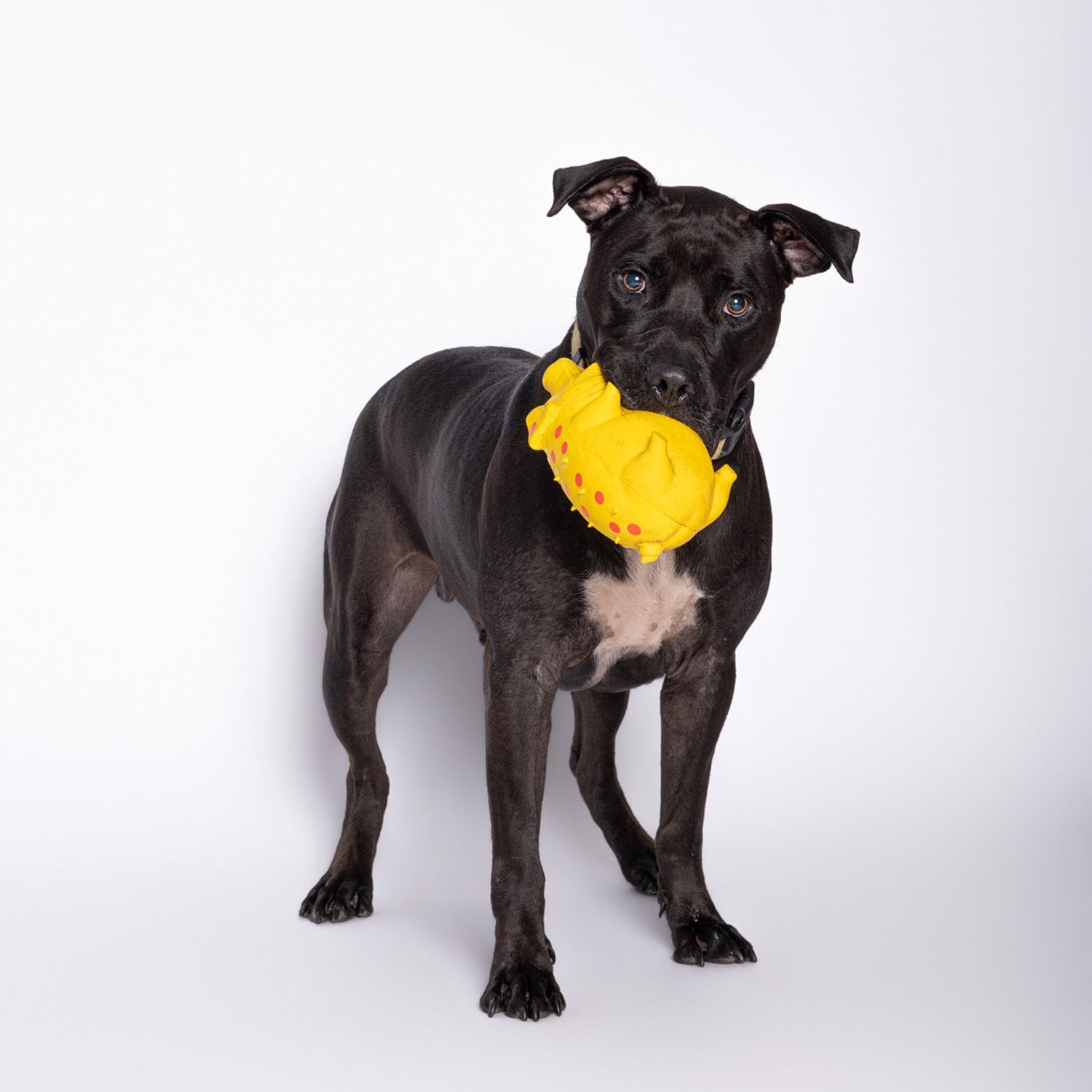 Black Staffordshire Bull Terrier standing on white background holding a yellow rubber chew toy in its mouth.