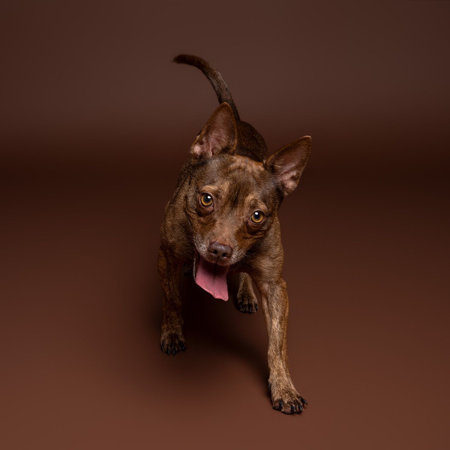 A playful brown dog at Austin Animal Services runs to the camera of Fetching Fido Fotography.