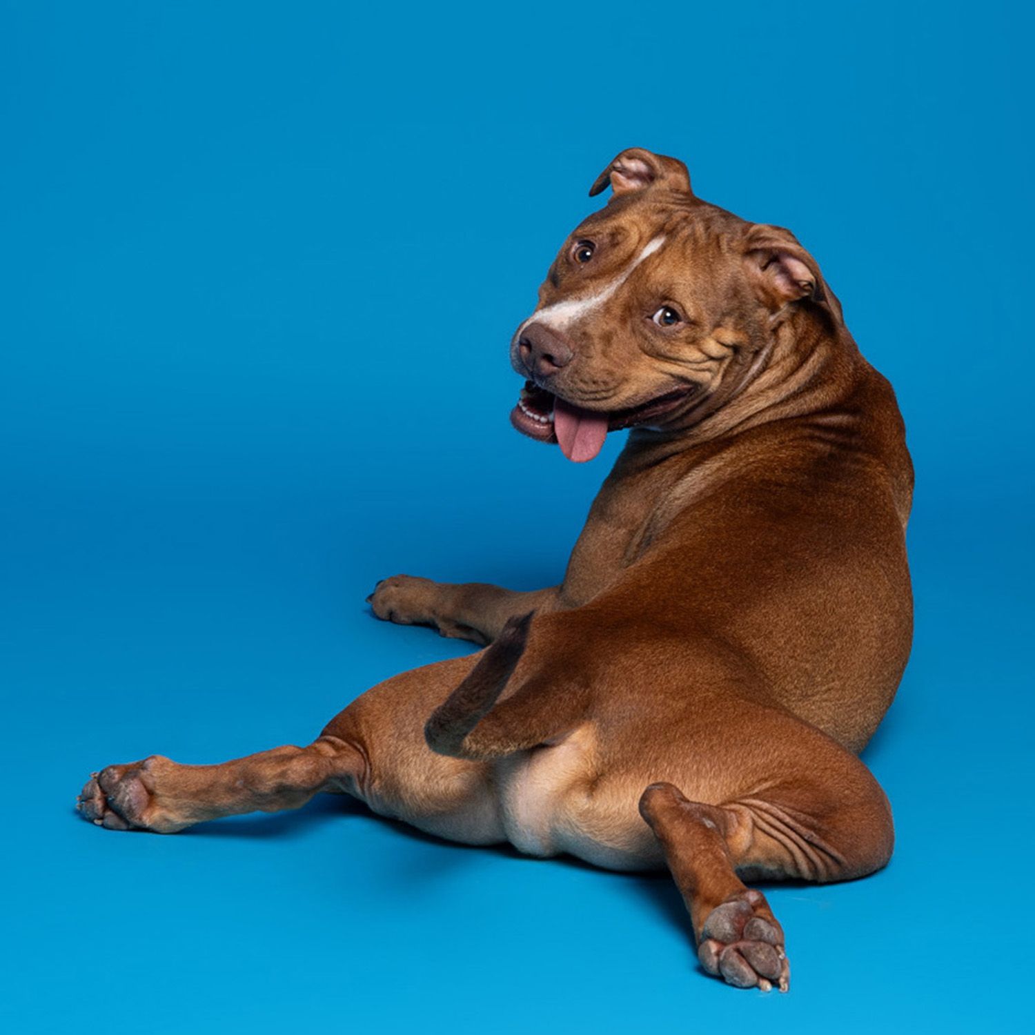 Brown pit bull dog sitting on blue background with tongue out, looking sideways in studio photo.