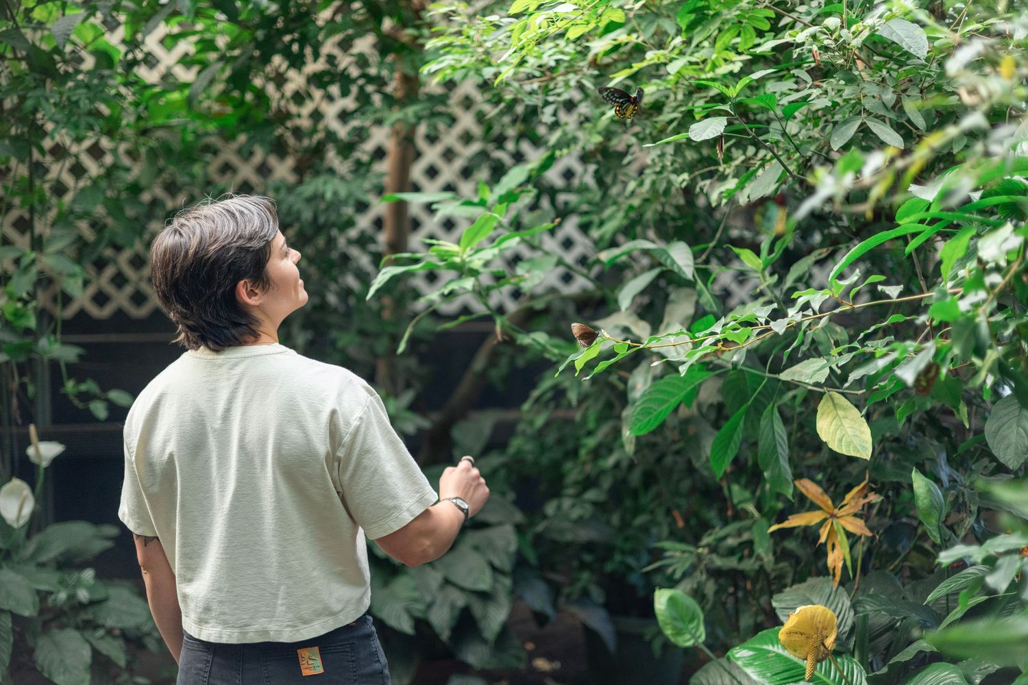 Woman observing butterflies in a conservatory in Western Massachusetts