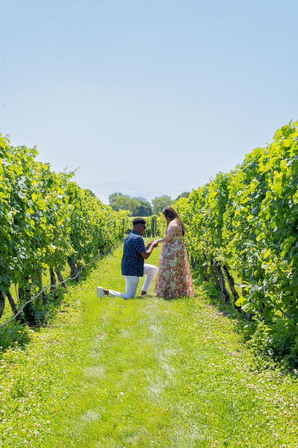 A man proposes on one knee to a woman in a lush green vineyard on a sunny day.