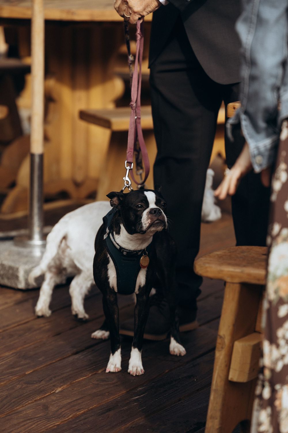 A Boston Terrier dog on a pink leash wearing a harness stands on a wooden floor at an indoor event.