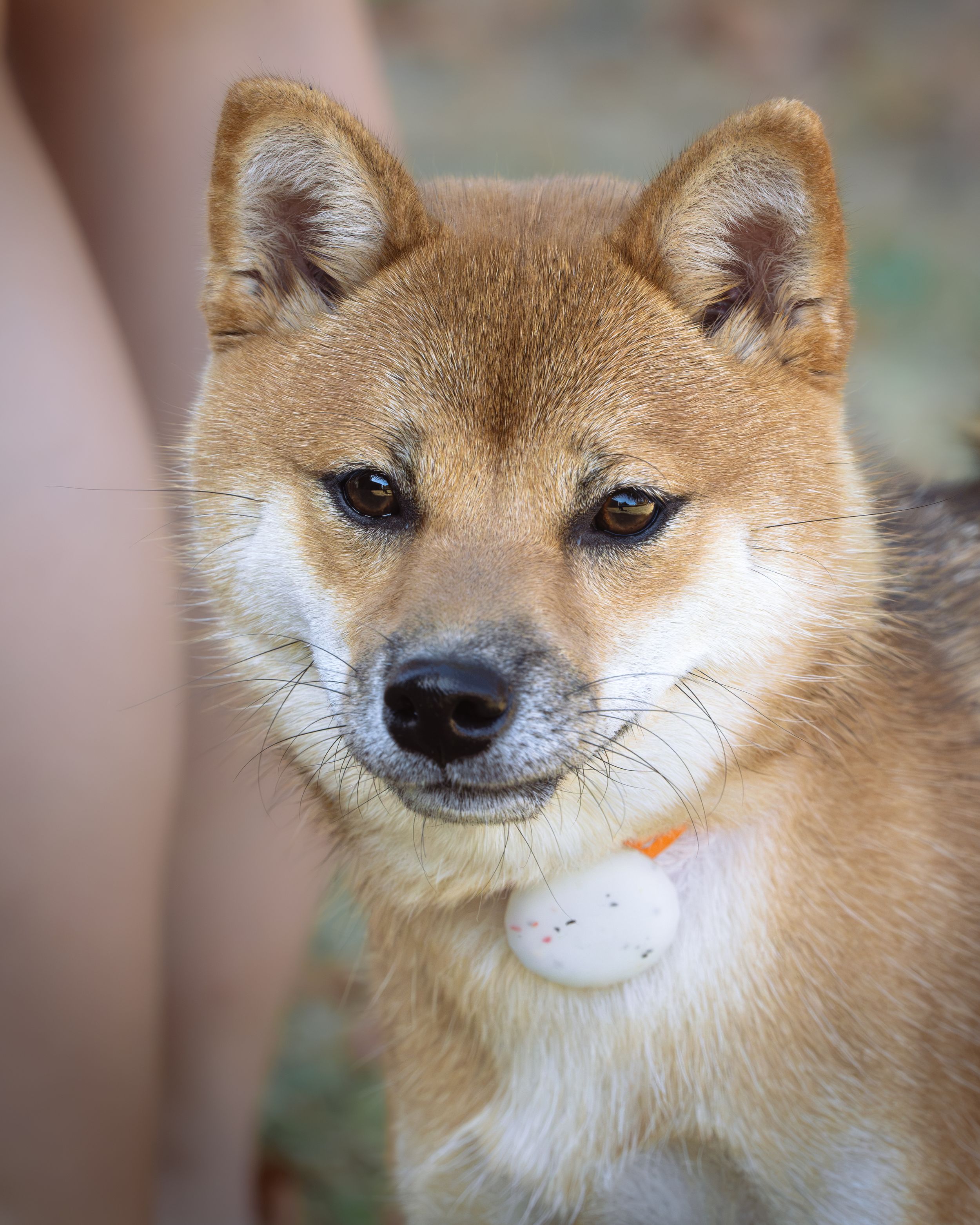 Un jeune chiot Shiba Inu au pelage rouge-brun et blanc, pris en photo lors d'un anniversaire de famille