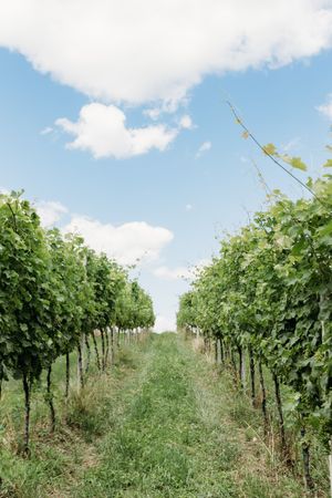 Lush green vineyard rows stretching into the distance under a bright blue sky with white clouds on a sunny day.