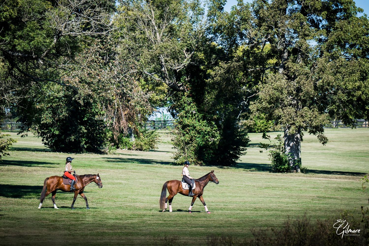 Two riders on brown horses trot across a lush green field surrounded by large trees on a sunny day.