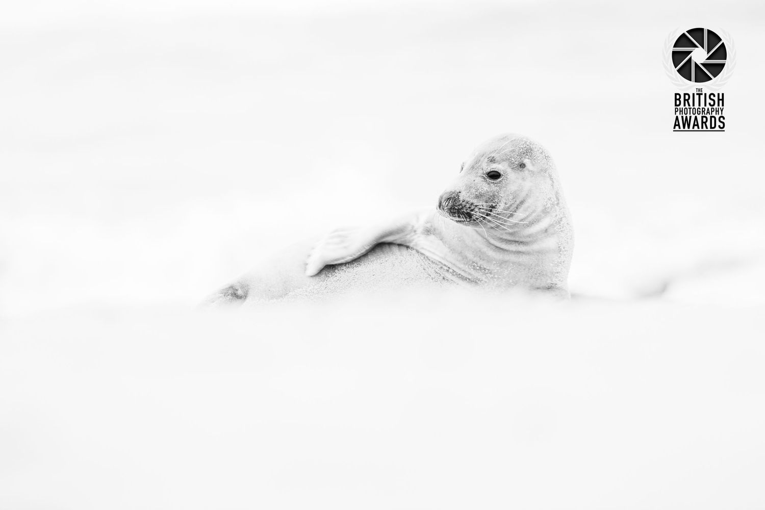 A white seal pup rests peacefully in soft snow in this minimalist black and white wildlife photograph.