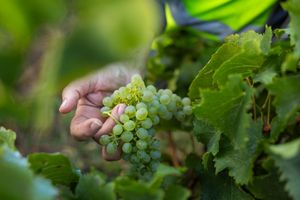 Close-up of a hand holding a fresh cluster of green grapes on the vine during harvest.