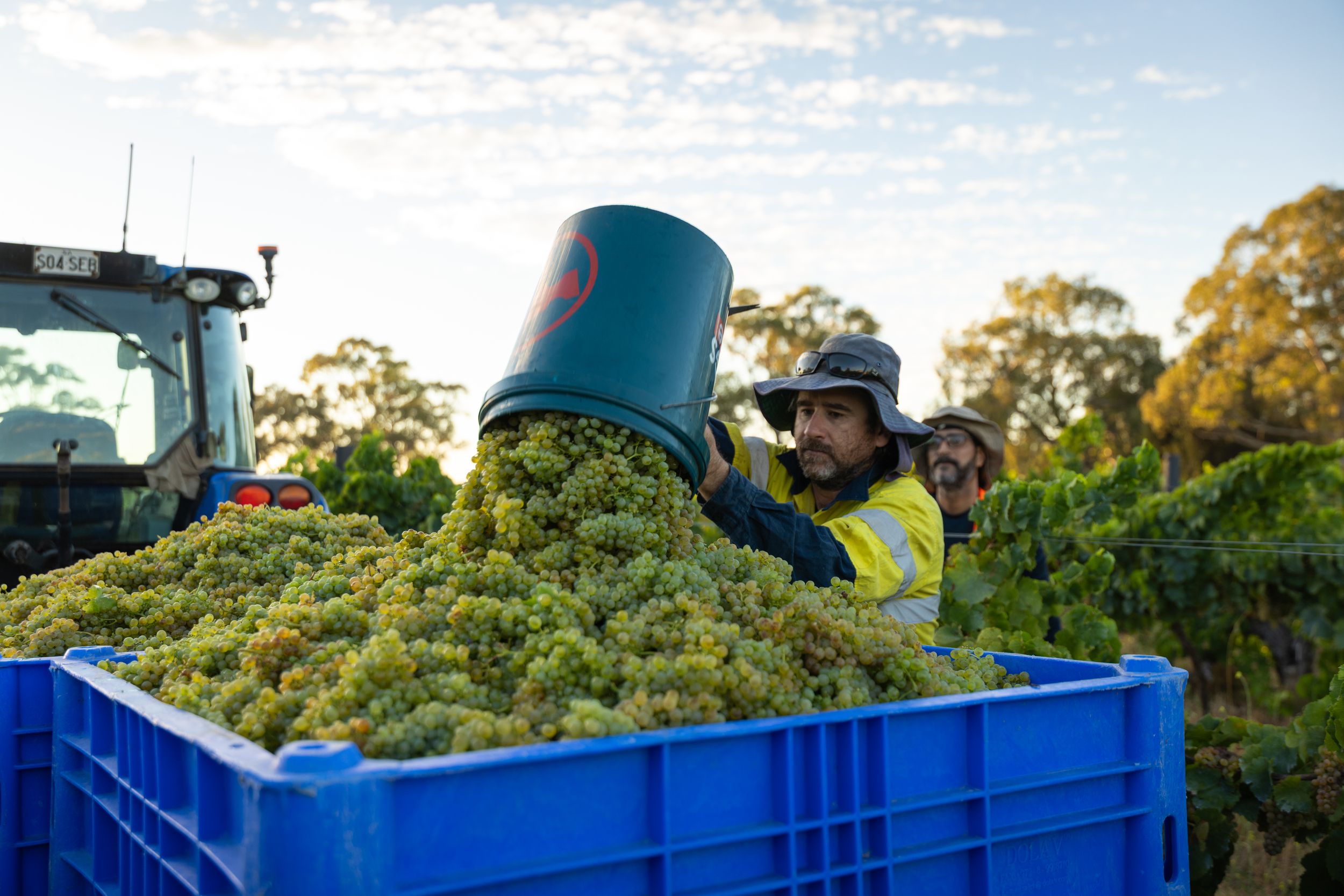 Harvest workers emptying buckets of freshly picked white grapes into large blue bins.
