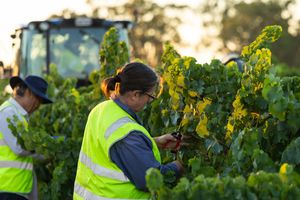Vineyard workers in hi-vis vests hand-harvesting grapes along green vine rows at sunrise.