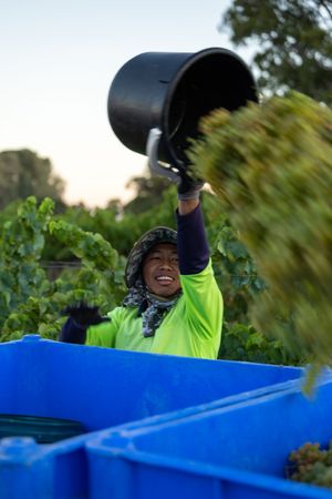 Smiling harvest worker in hi-vis vest pouring freshly picked grapes into a blue bin.