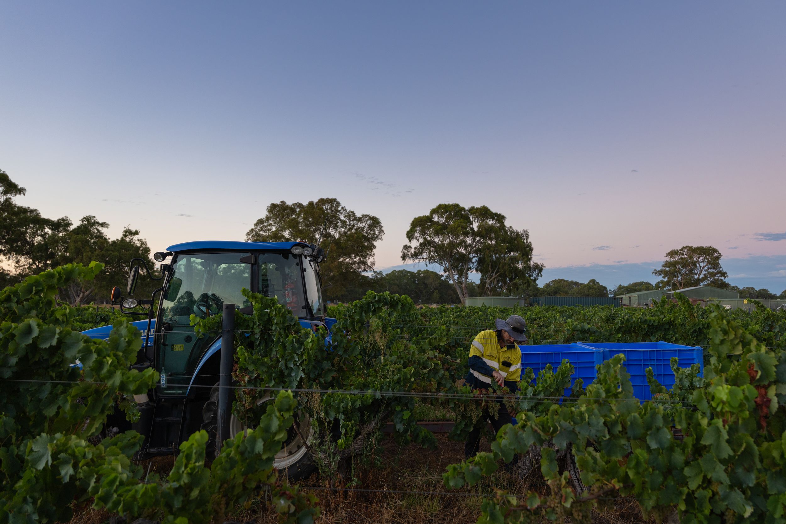 Vineyard worker harvesting grapes at dusk beside a blue tractor in a lush vineyard.