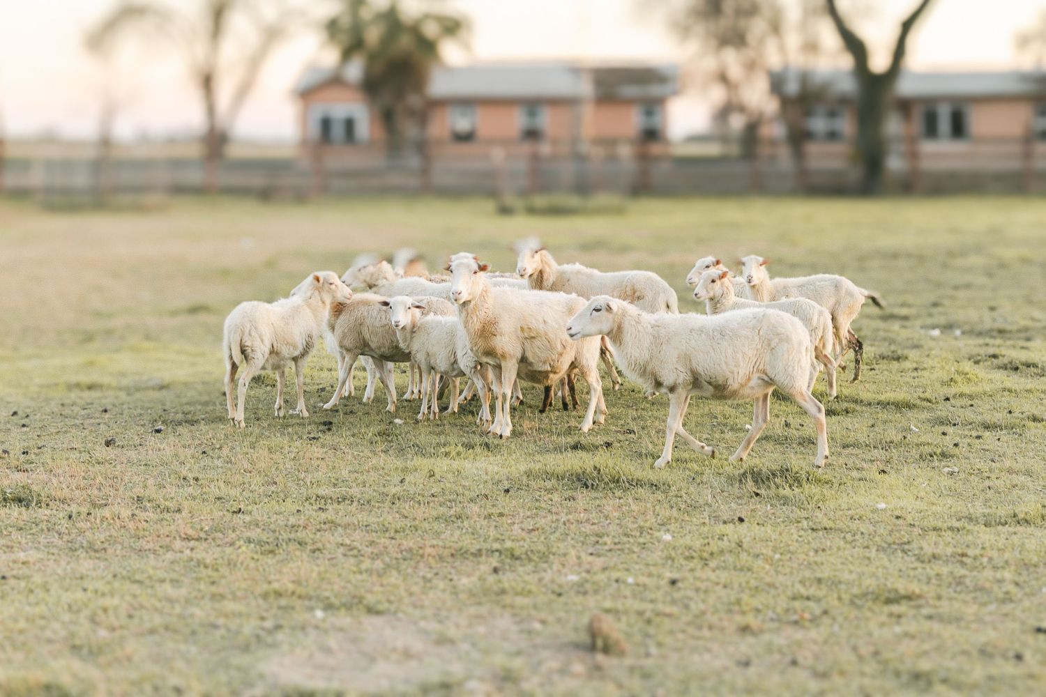 A flock of white sheep grazing on a green farm pasture with a rural building in the background.