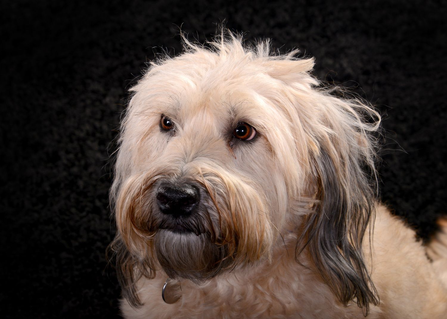 Close-up portrait of cream-colored labradoodle against black background.