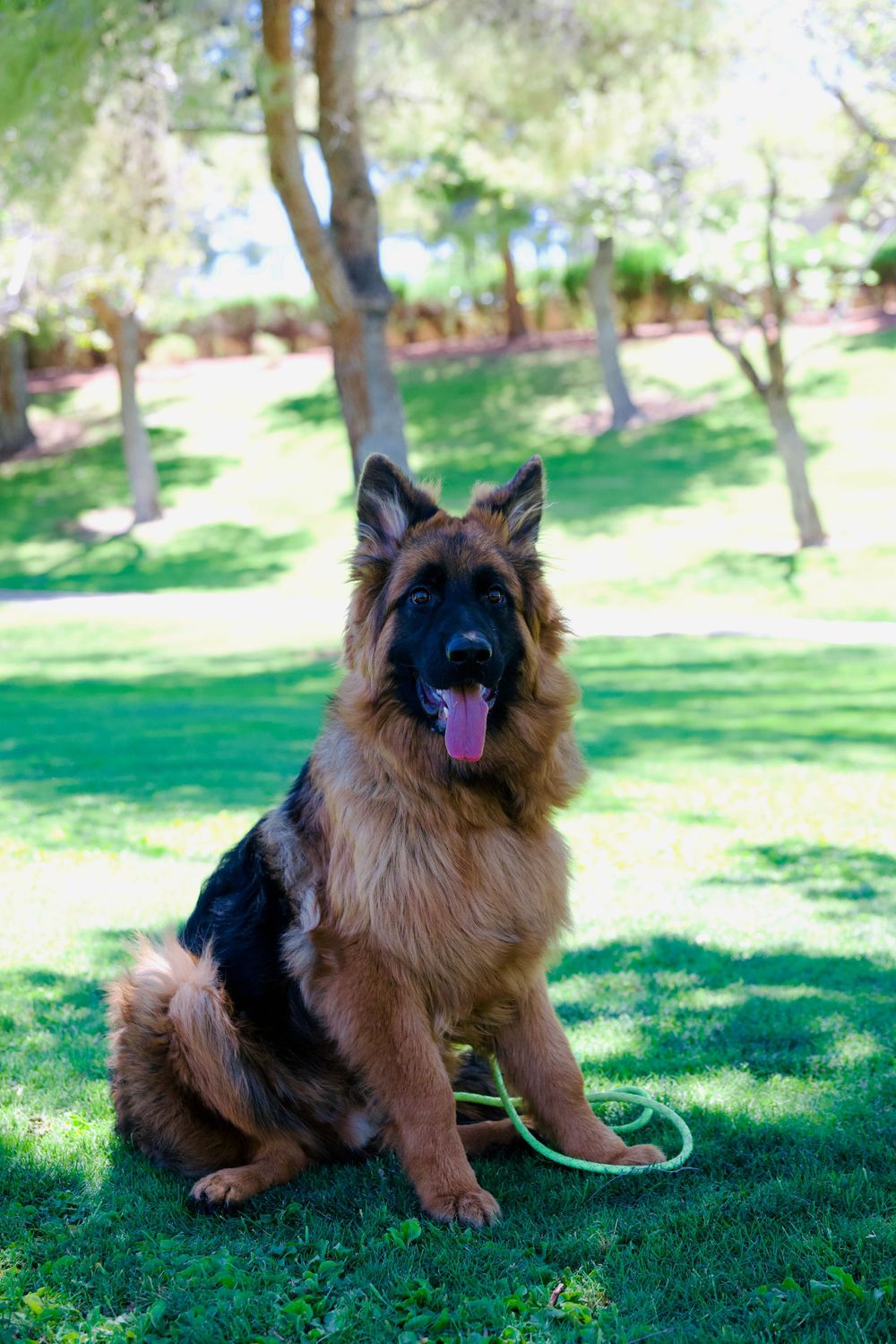 Fluffy German Shepherd dog sitting on green grass in a sunny park, tongue out, wearing a green leash.