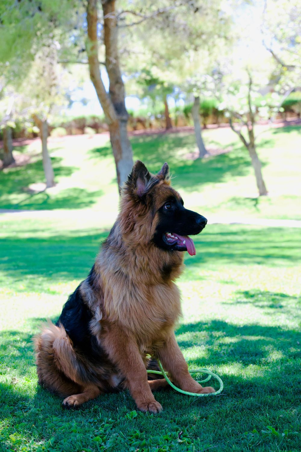 Long-haired German Shepherd dog sitting on green grass in a sunny park, wearing a leash, with tongue out.