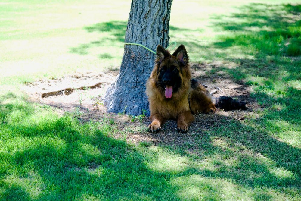 A fluffy German Shepherd dog resting in the shade under a tree on green grass with tongue out.