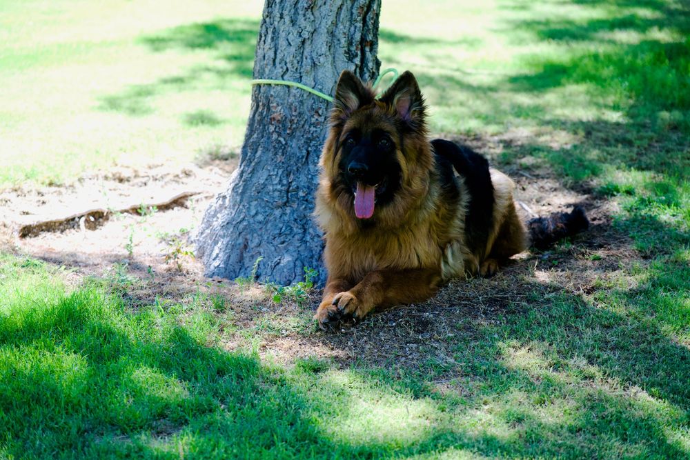 A German Shepherd dog resting in the shade under a tree on green grass with tongue out.