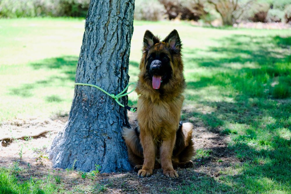 A fluffy German Shepherd dog sits leashed to a tree on green grass, tongue out, in a sunny outdoor park.