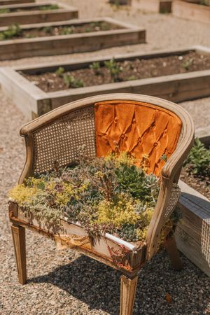 Vintage tufted orange velvet chair repurposed as a succulent planter in a rustic garden with raised wooden beds.
