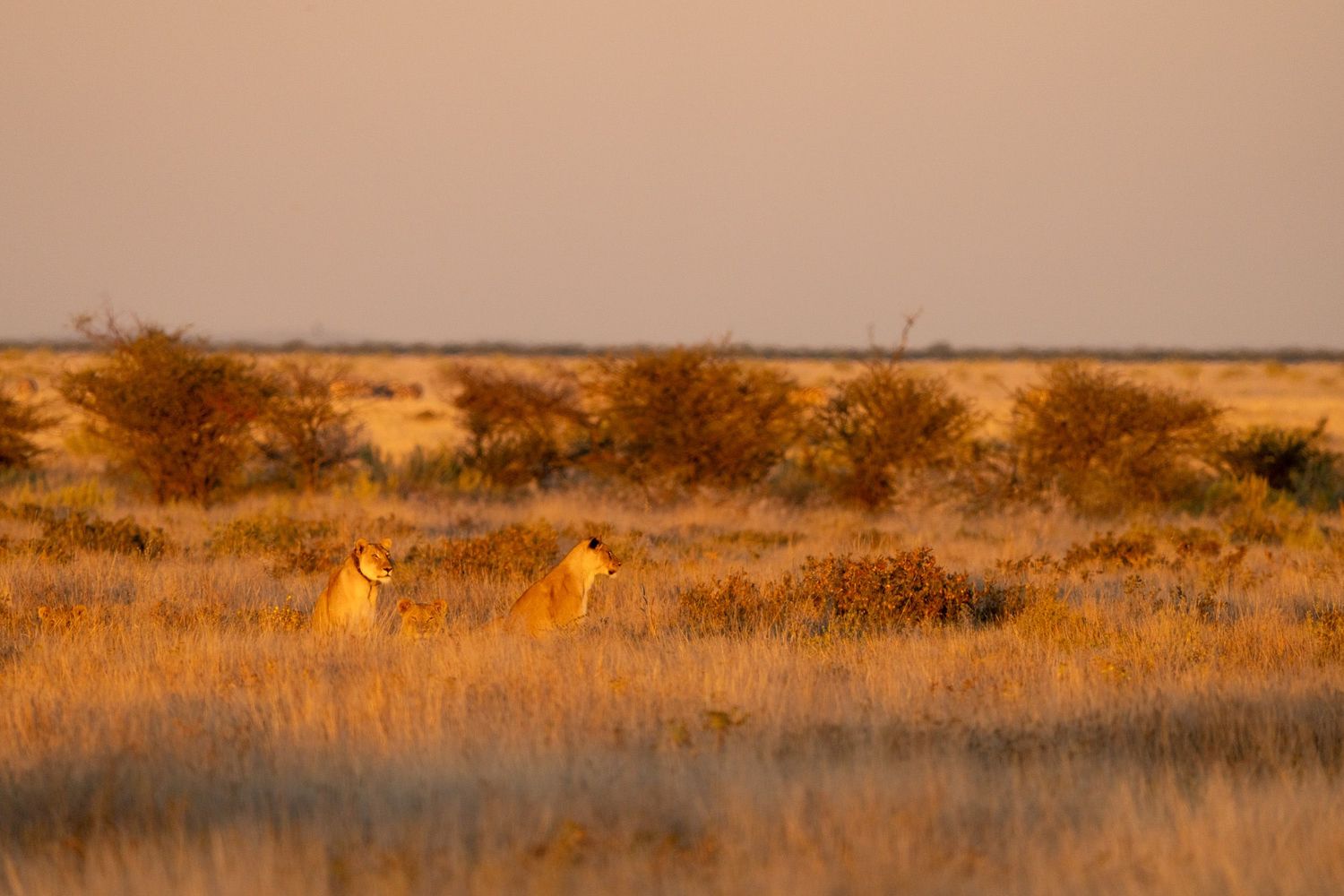 lionnes au lever du soleil dans la savane à etosha