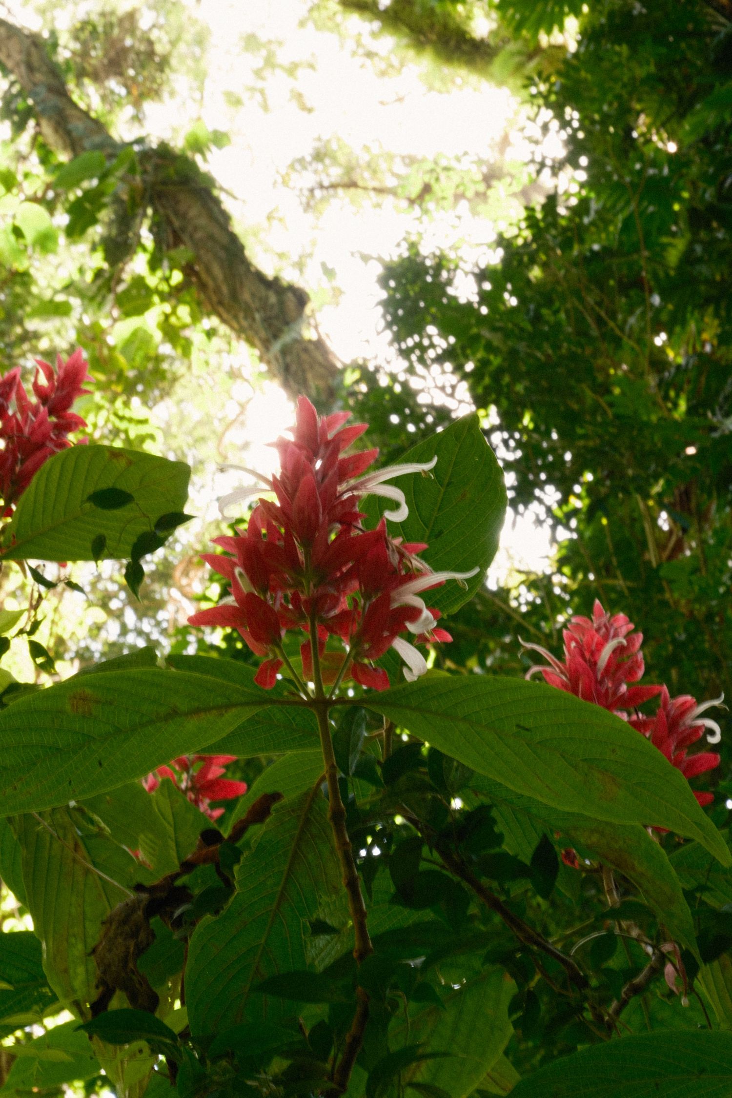Vibrant red tropical flower with white stamens blooms among lush green leaves in a sunlit garden setting on on Oahu, Hawaii.