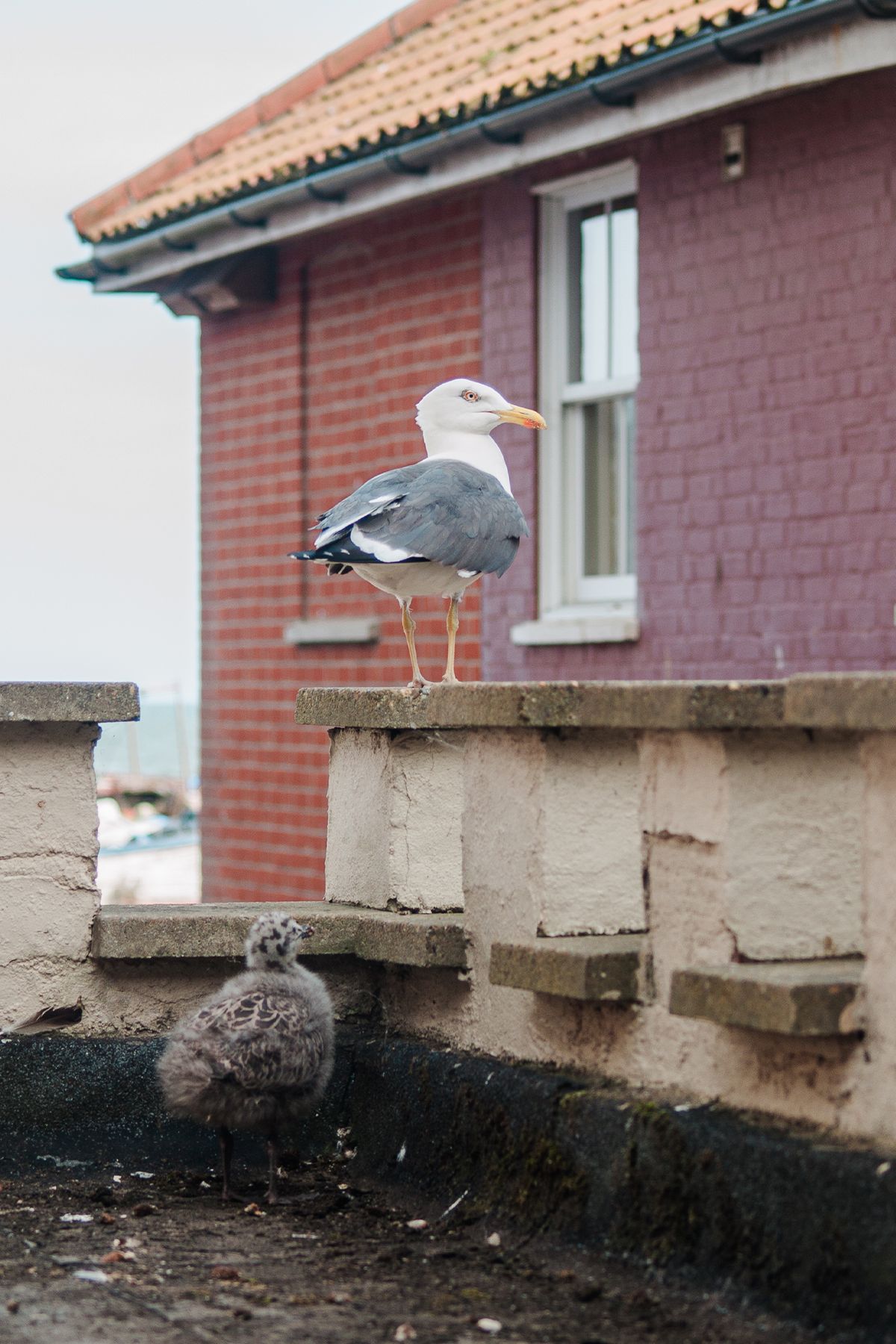 Adult seagull standing on stone parapet beside fluffy chick, with red brick building in background. Aldeburgh coast Olympus E-500.