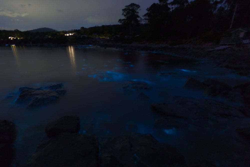 Bioluminescent blue plankton glowing in rocky shoreline waters at dusk.