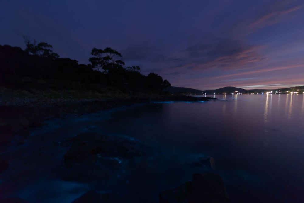 Bioluminescent blue glow reflecting on calm bay at dusk with distant town lights.