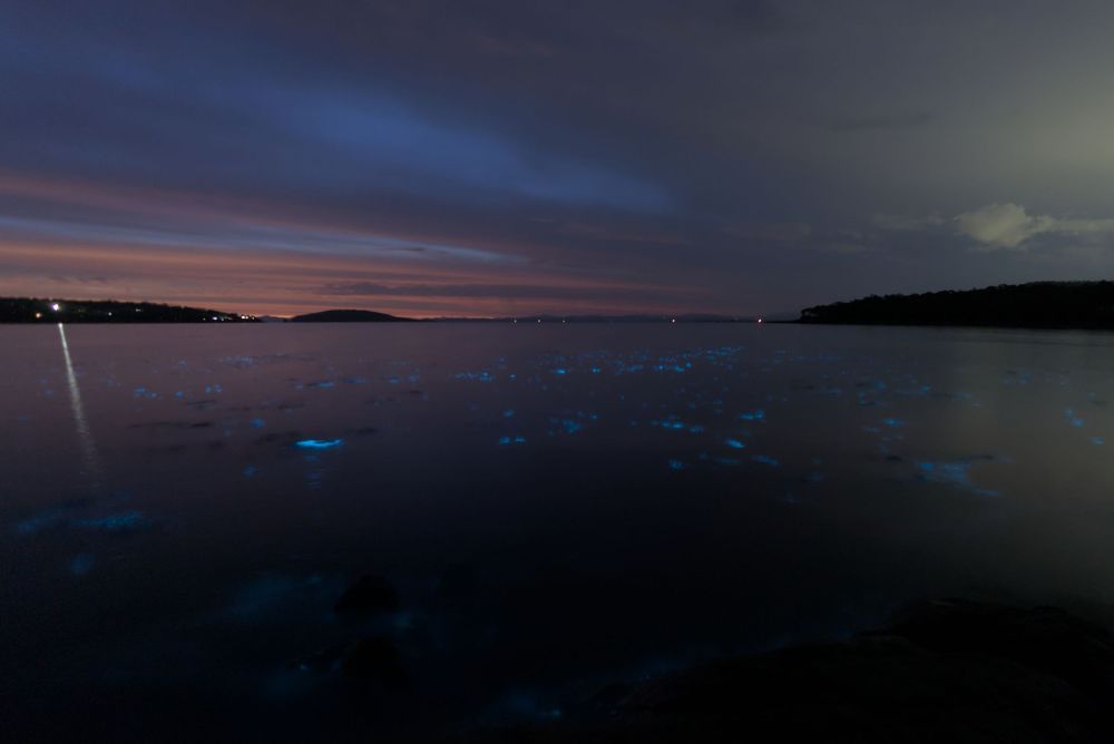 Bioluminescent plankton glowing blue across calm bay waters at twilight.