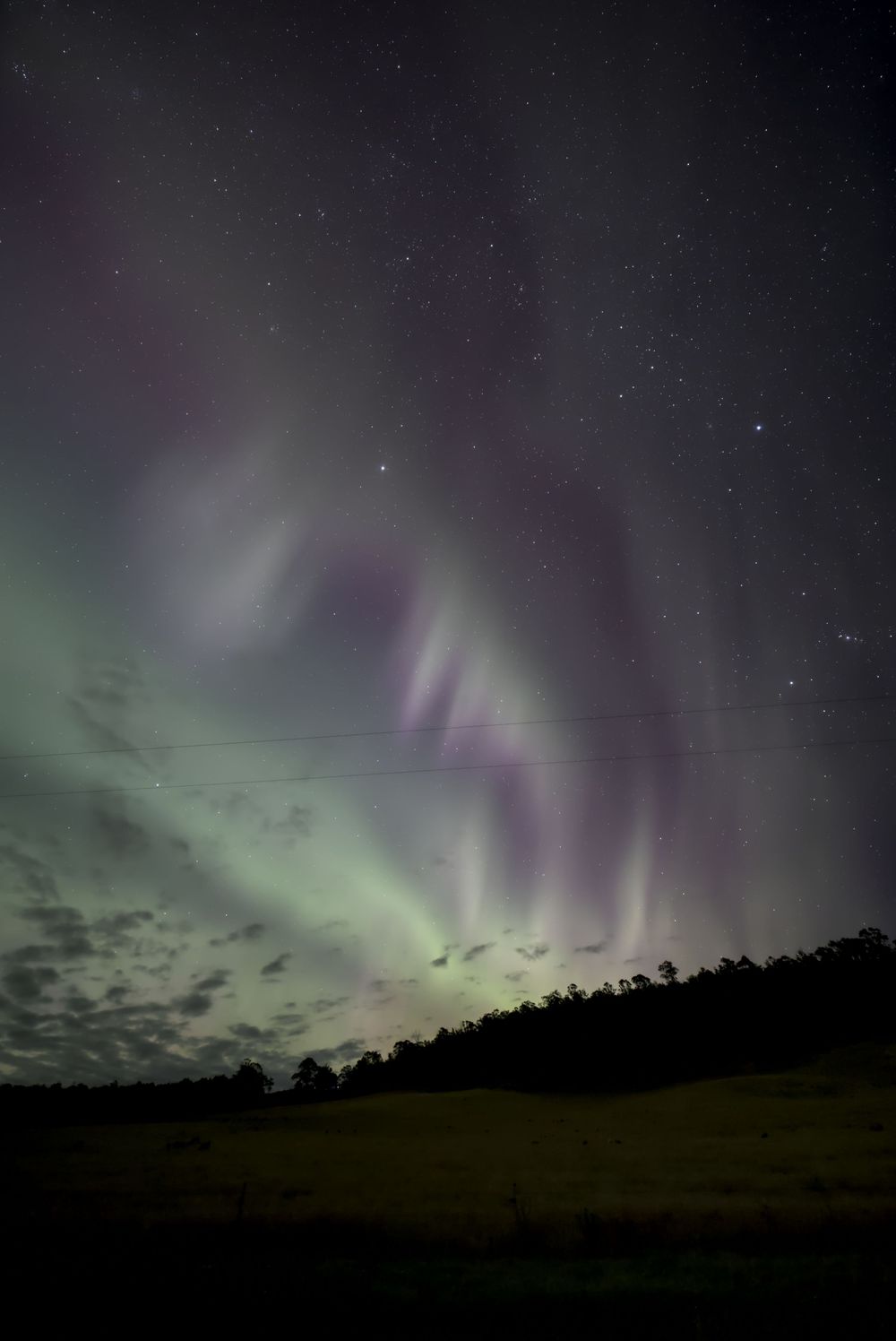 Stunning aurora borealis with green and purple lights swirling over a dark treeline and field under a starry night sky.