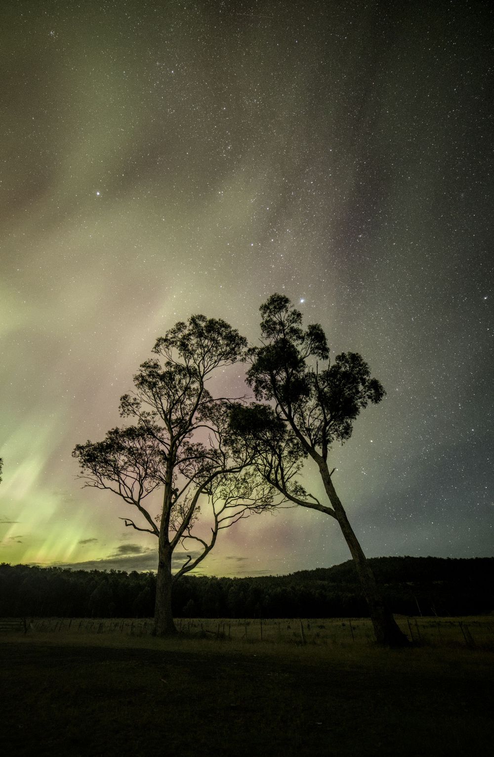 Two tall eucalyptus trees silhouetted against vibrant green aurora australis and star-filled night sky.