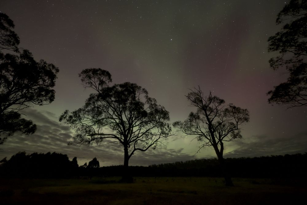 Silhouetted eucalyptus trees against a vibrant aurora australis lighting the night sky in green and purple hues.